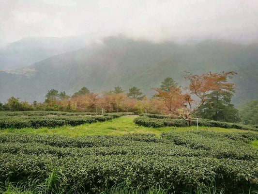 Gohobi Limited Edition Founder's Selection - Organic Taiwanese Oolong Tea 精選有機台灣烏龍