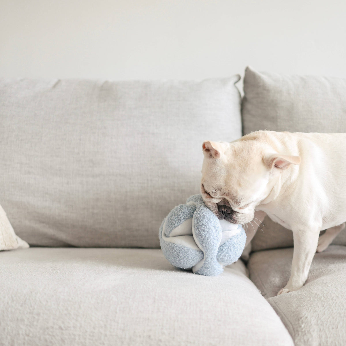 Lambwolf MONTI//Enrichment dog toy