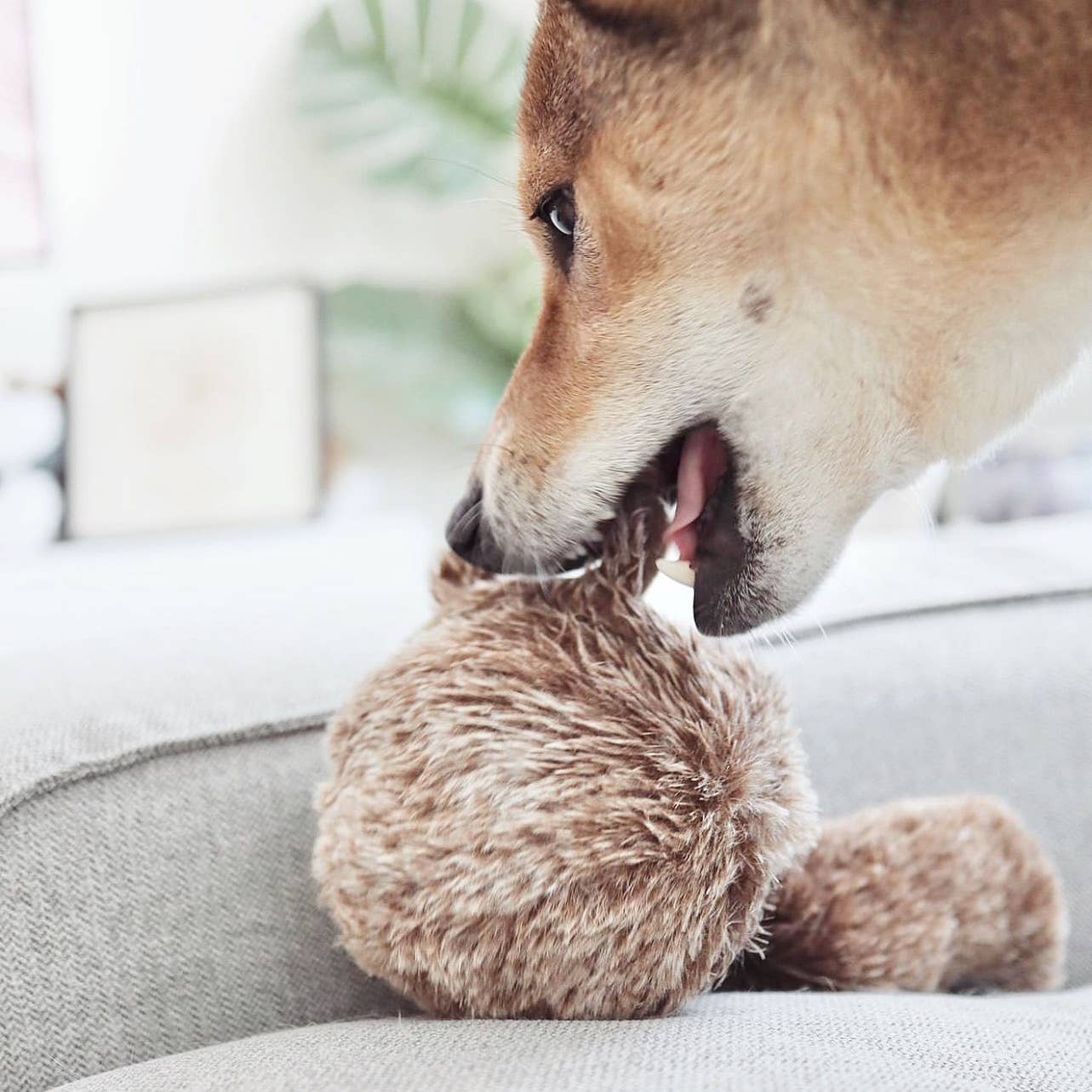 Gohobi x Lambwolf SQUIRREL POP//ENRICHMENT DOG TOY