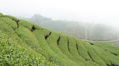 Gohobi Premium Jin Xuan Oolong Tea 瑞峰-金萱