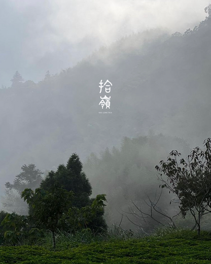 [拾嶺 x Gohobi] San Ceng Ping in the Shanlinxi Tea Region Qingxin Oolong Tea 杉林溪茶區—三層坪 ｜青心烏龍