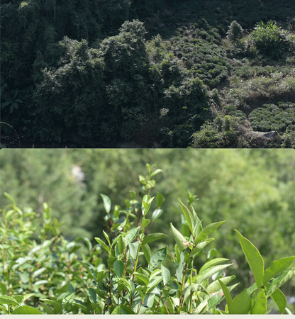 Gohobi Limited Edition Founder's Selection - Liu Bao Tea 廣西梧州精選六堡茶