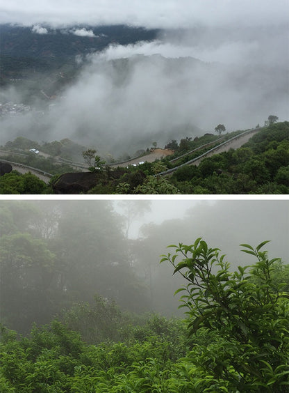 Gohobi Limited Edition Founder's Selection - Phoenix Dan Chong Oolong Tea 精選鳳凰單叢茶