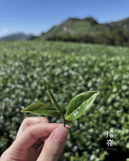 [拾嶺 x Gohobi] Meishan Bihu/Ruifeng Jin Xuan Oolong Tea 梅山碧湖/瑞峰 | 金萱