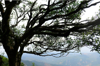 Gohobi Limited Edition Founder's Selection - Phoenix Dan Chong Oolong Tea 精選鳳凰單叢茶