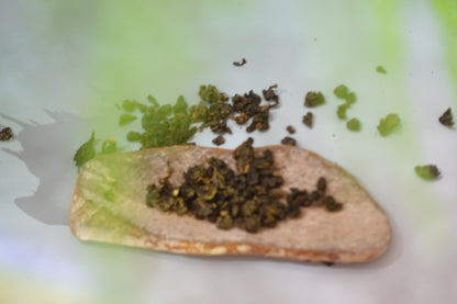 HereThe Osmanthus Oolong – 30g or 110g  Loose Leaf