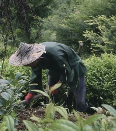 Gohobi Alishan Daping Thé noir à petites feuilles de haute montagne 阿里山大坪高山紅茶