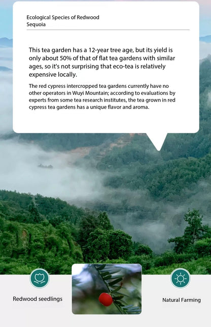 Gohobi Alishan Daping Thé noir à petites feuilles de haute montagne 阿里山大坪高山紅茶