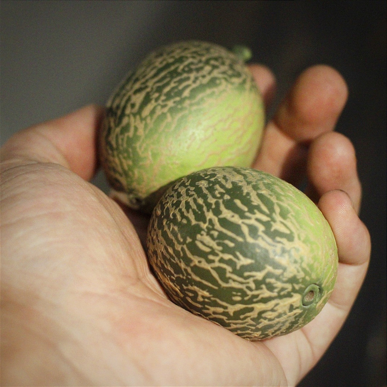 Gohobi Handcrafted Melon Tea Pet