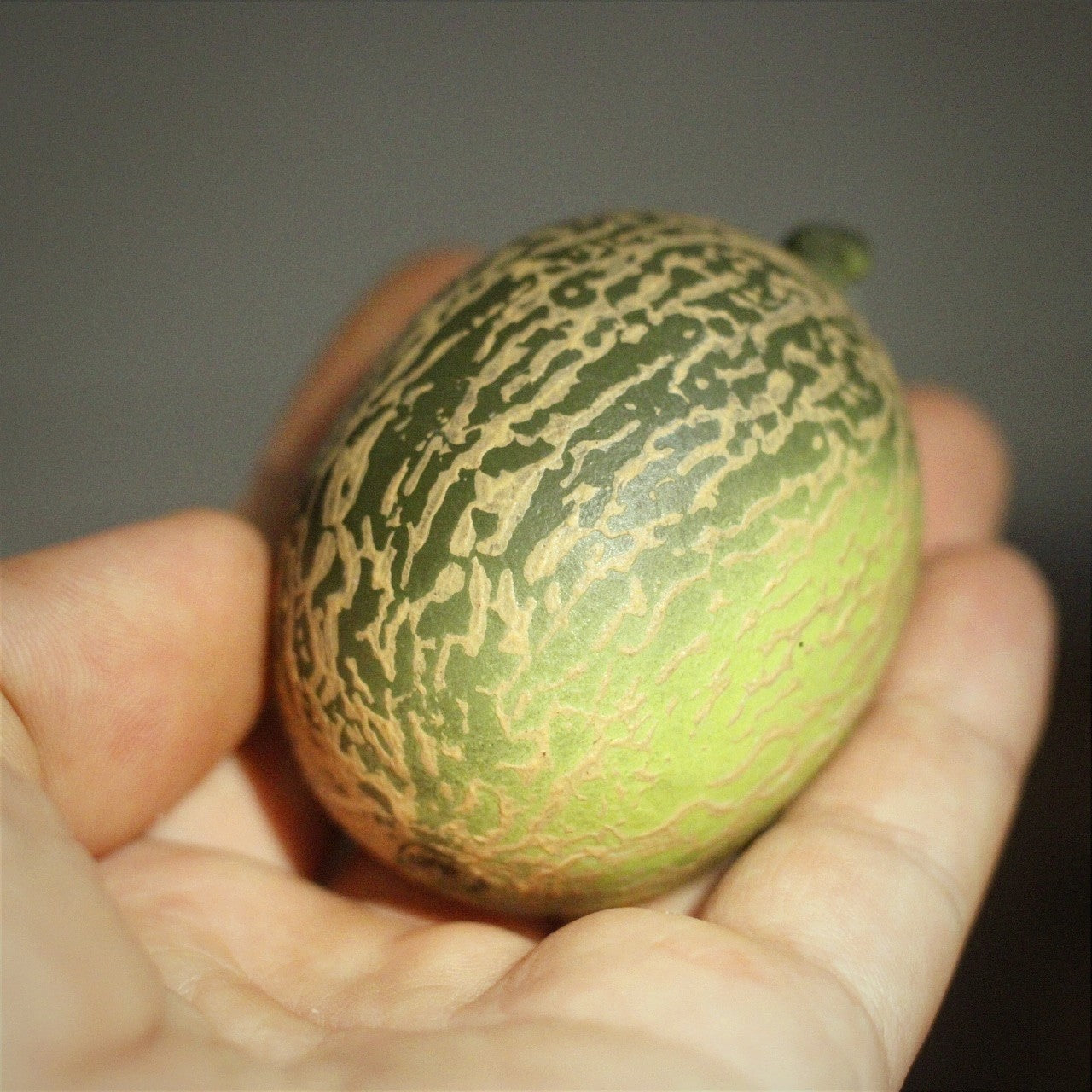 Gohobi Handcrafted Melon Tea Pet