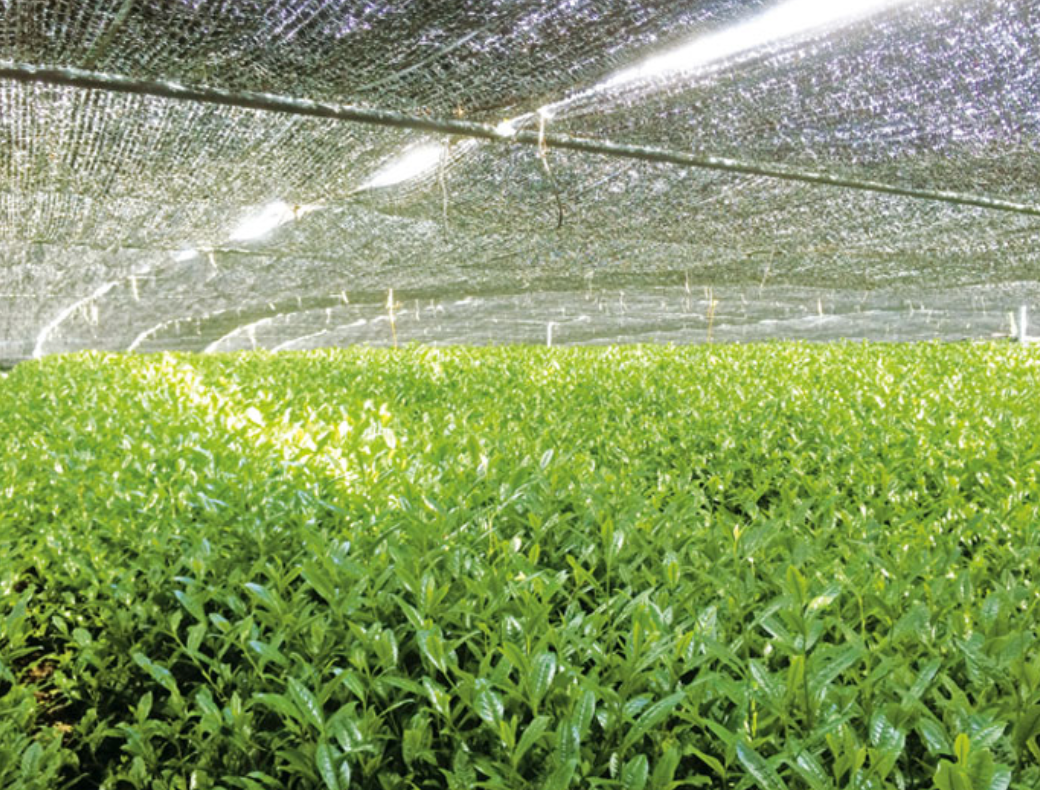 [Limited Stock] Nishio Sora – Japanese Everyday Matcha