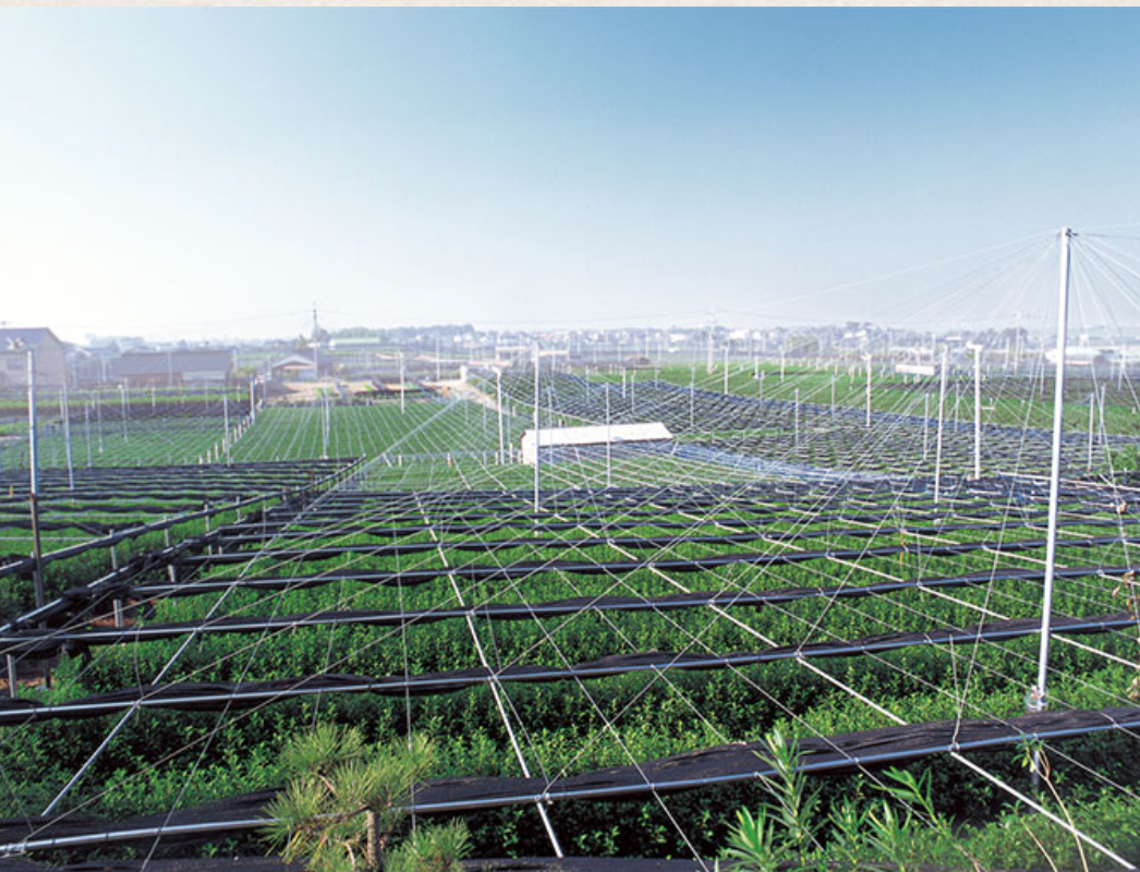 [Limited Stock] Nishio Meiko – Japanese Ceremonial Matcha