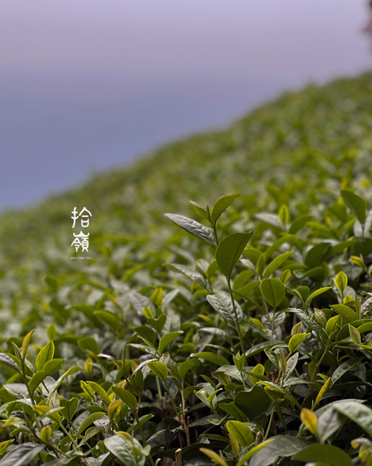 [拾嶺 x Gohobi] Lishan Tea Region - Dayuling Qingxin Oolong Tea 大禹嶺 ｜青心烏龍