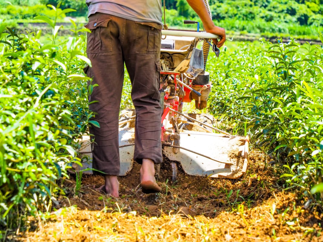 Gohobi Premium Red Oolong Tea Top quality ISO22000 Organic plant-based Tea farm Direct sourcing Taiwan tea bag loose leaf tea box Bao zhong