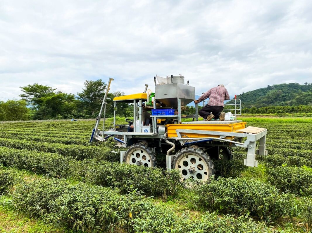 Gohobi Premium Red Oolong Tea Top quality ISO22000 Organic plant-based Tea farm Direct sourcing Taiwan tea bag loose leaf tea box Bao zhong