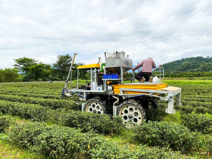 Gohobi Premium Red Oolong Tea Top quality ISO22000 Organic plant-based Tea farm Direct sourcing Taiwan tea bag loose leaf tea box Bao zhong