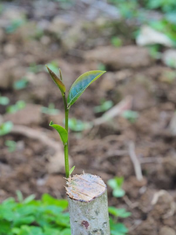 Gohobi Premium Red Oolong Tea Top quality ISO22000 Organic plant-based Tea farm Direct sourcing Taiwan tea bag loose leaf tea box Bao zhong