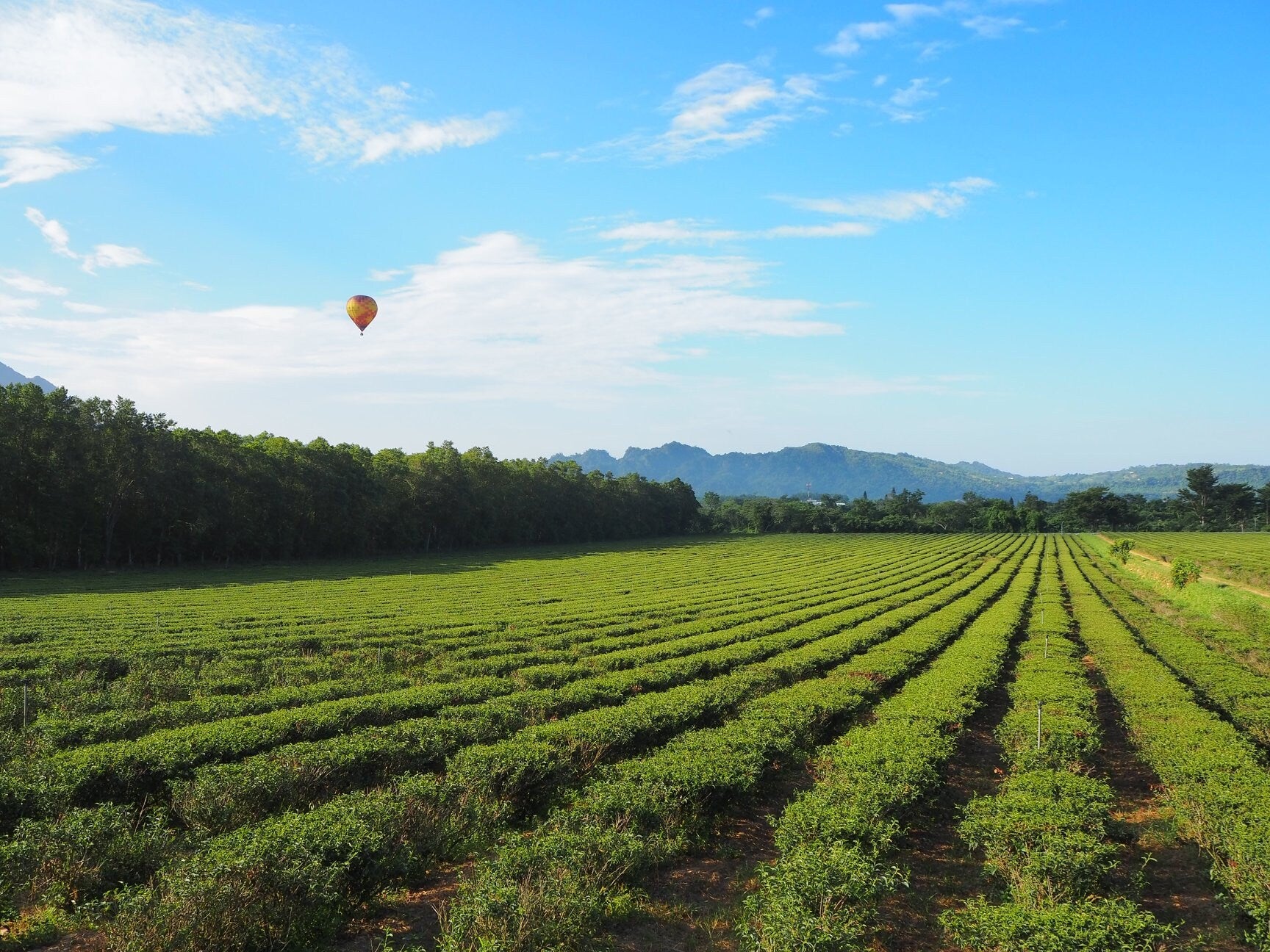 Gohobi Premium Red Oolong Tea Top quality ISO22000 Organic plant-based Tea farm Direct sourcing Taiwan tea bag loose leaf tea box Bao zhong