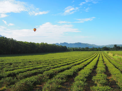 Gohobi Premium Red Oolong Tea Top quality ISO22000 Organic plant-based Tea farm Direct sourcing Taiwan tea bag loose leaf tea box Bao zhong