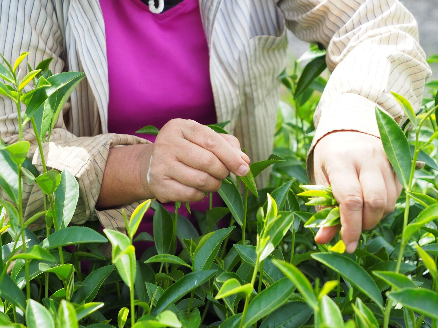 Gohobi Premium Red Oolong Tea Top quality ISO22000 Organic plant-based Tea farm Direct sourcing Taiwan tea bag loose leaf tea box Bao zhong